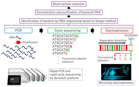 Sensors | Free Full-Text | Rapid DNA Sequencing Technology Based on the Sanger Method for ...