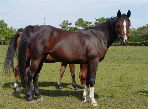 Funny Pictures Gallery: Percheron draft horses, draft horse pictures, belgian draft horses