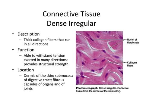 PPT - Chapter 4 - Tissues PowerPoint Presentation, free download - ID:1973245