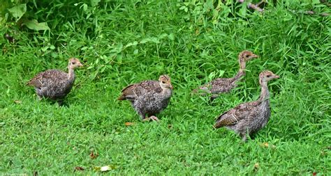 Wild Turkey Poults | Jaunt, Bird lovers, Wild turkey