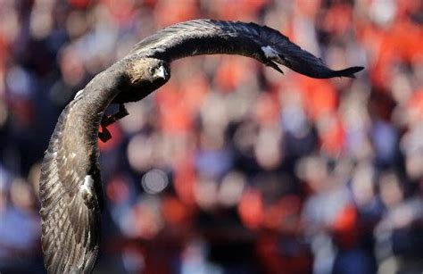 Longtime Auburn War Eagle mascot dies at 34