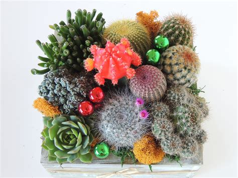 Live Cactus Arrangement in Wooden Container