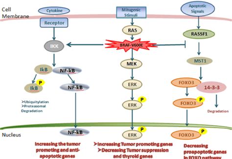 The MAPK and related pathways in thyroid cancer. | Download Scientific Diagram