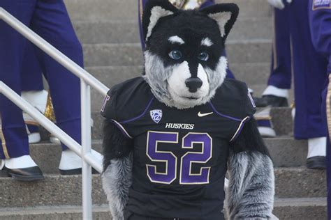 The University of Washington mascot Harry the Husky before the football game with Stanford ...