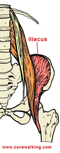 Iliacus Stretch: It's Not Always About Releasing