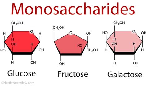 Biomolecules | Flashcards