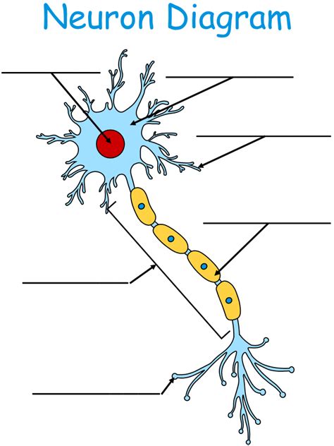 Labeling A Neuron Quiz