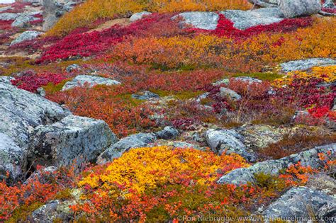 Fall Foliage | Alaska. | Photos by Ron Niebrugge