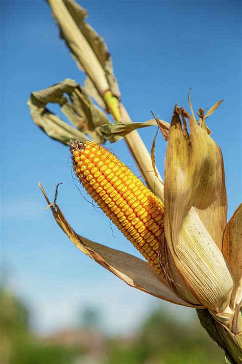 Corn Stalk Photograph by Cate Franklyn | Fine Art America