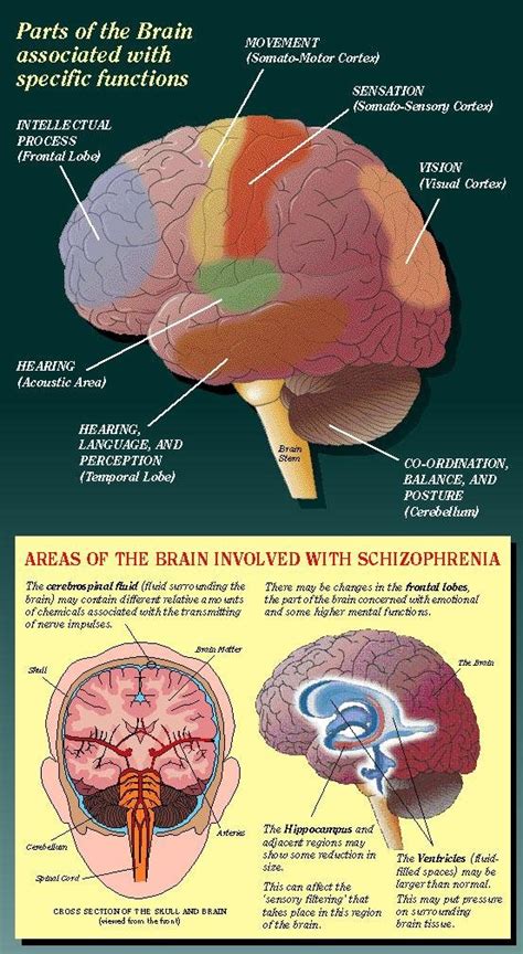 Parts of the Brain associated with Specific Functions | Download ...