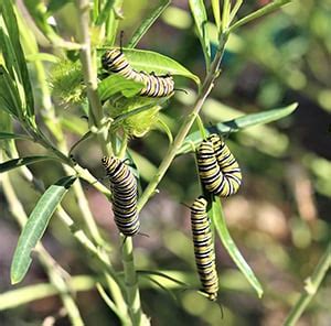 Swan Plant Tips: Jacqui Knight - Moths and Butterflies of New Zealand Trust