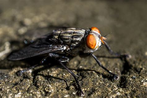 cluster fly control and treatments for the home yard and garden