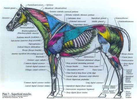 superficial muscles | Horse anatomy, Dog anatomy, Horses