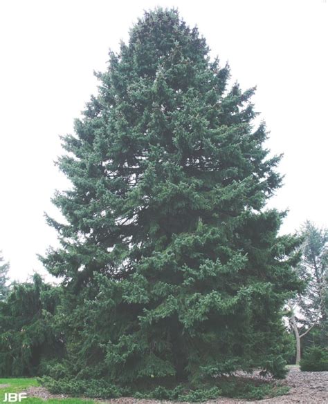 Black Hills spruce | The Morton Arboretum