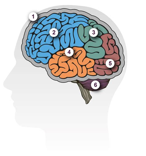 Dementia Brain Tour | Alzheimer's Research UK