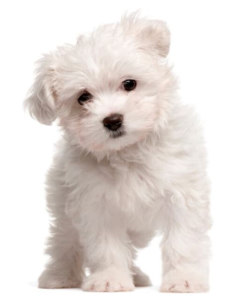 Maltese for Sale: White, Teacup and Other - CT Breeder