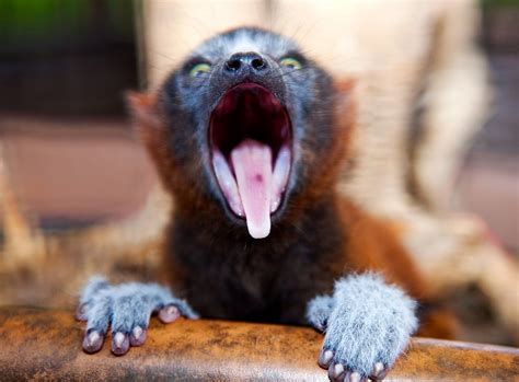 TPA Quick Take: BABY LEMURS BORN AT BUSCH GARDENS