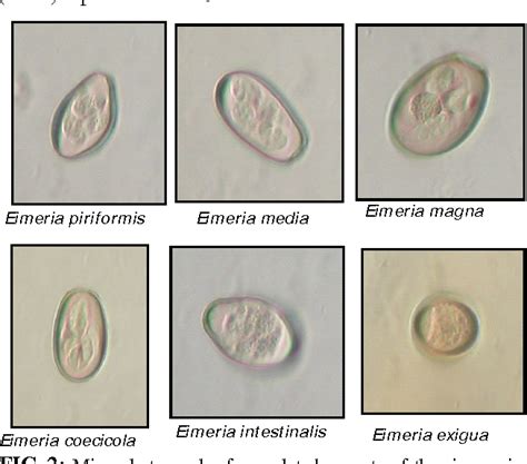 Coccidiosis in rabbits in a subtropical hilly region | Semantic Scholar