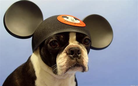 20 Adorable Pictures of Dogs Wearing Hats