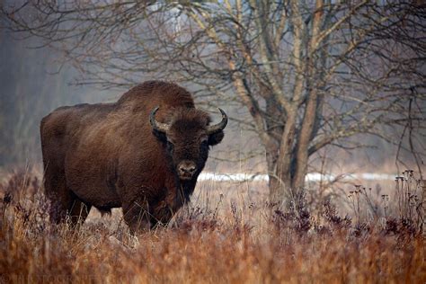 Massive by Giovanni Mari / 500px | European bison, Bialowieza forest, Nature animals