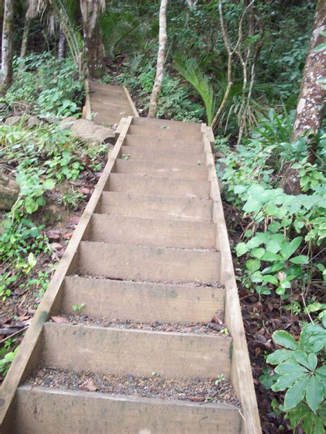 Step Stairs In Bush Free Stock Photo - Public Domain Pictures