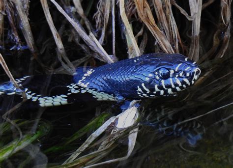 Desert Kingsnake- Lampropeltis getula splendida- | Fish pet, Reptiles, Pets