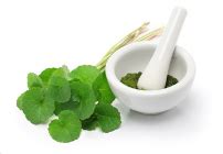 Centella Asiatica Extract Manufacturer in Kerala India by Leaven Essentials Pvt Ltd | ID - 5653725