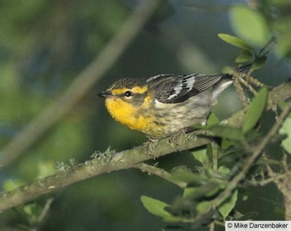 female blackburnian warbler - Birds Photo (36106037) - Fanpop