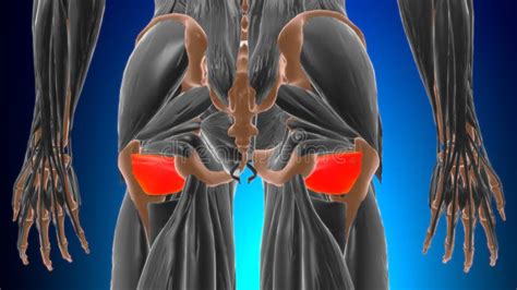 Quadratus Femoris Muscle Anatomy for Medical Concept 3D Stock ...