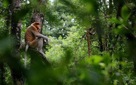 Habitat Bekantan di Kalsel Terlindungi Berkat Konservasi