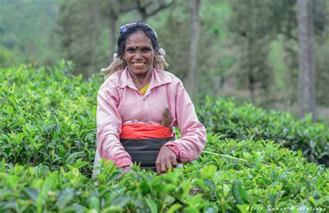 Sri Lankan Traditional Tea Pluckers, Sri Lanka