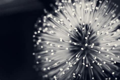 Black & White Flower Pattern | Follow me in Instagram - www.… | Flickr