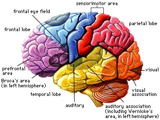 Prefrontal Cortex Diagram