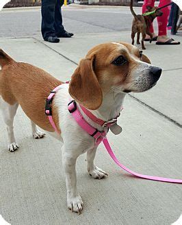 Columbus, OH - Beagle/Chihuahua Mix. Meet Penelope a Dog for Adoption. | Beagle dog, Dog ...