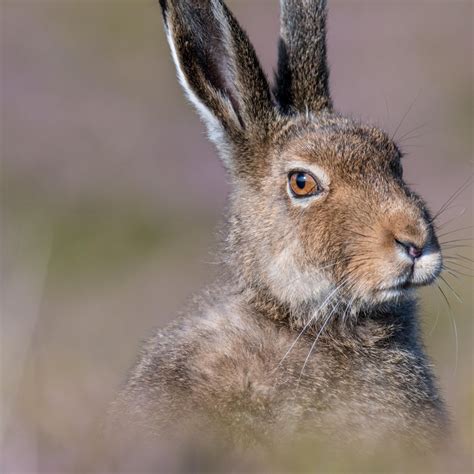 Mountain Hare Wallpapers - Wallpaper Cave