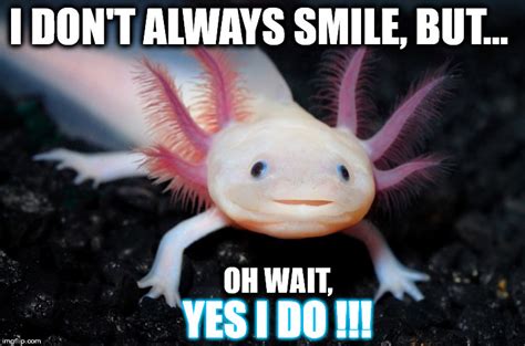 Smiling Mexican Axolotl - I don't Always Smile...?! - Imgflip