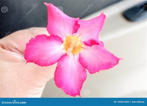 Pink Calachuchi Flower stock photo. Image of beauty - 129341684