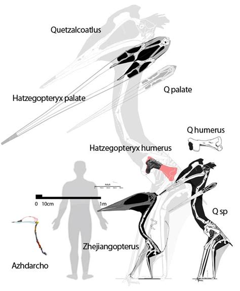 Hatzegopteryx Fossil