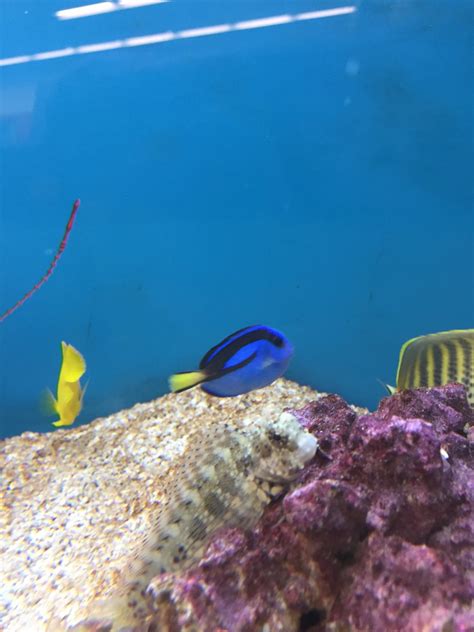 Beyond upset over these Petco fish | REEF2REEF Saltwater and Reef Aquarium Forum