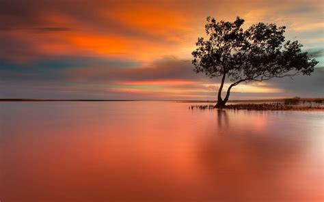 🔥 Download Lonely Tree In Peaceful Sunset HD Wallpaper by @kgonzalez ...