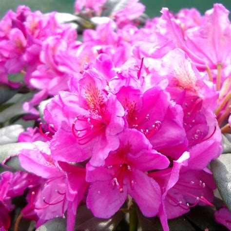 Large Flowered Rhododendron Collection - Evergreen Rhododendron Shrubs ...