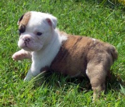 Micro Teacup Bulldogs | Micro Teacup English Bulldog Healthy english bulldog | Too Cute ...