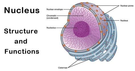 Nucleus: Definition, Structure, Parts, Functions, Diagram