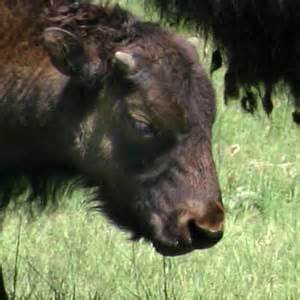 Bison Calf - Animal Facts and Information