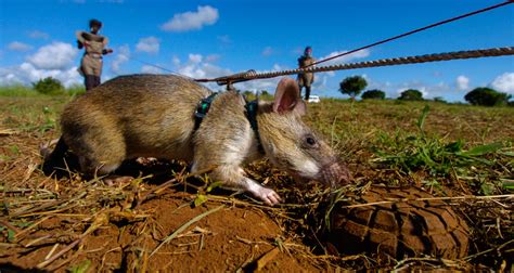 Giant rats are becoming highly-trained bomb detectors and saving African lives and limbs