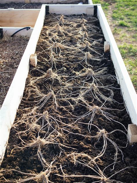 An Easier Way to Grow Asparagus: Raised Bed Planting – Garden Betty