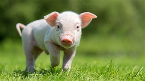 Pig sounds translated into emotions for first time in new study - BBC ...