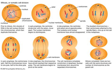 Centrioles - Paula Deen Cell Project