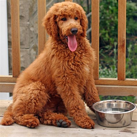 Standard Poodle Breed Description: History and Overview