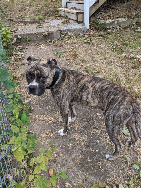 Found this brindle pit/boxer mix on 10/6 in Lupton City. He super sweet! Collar, but no tags ...